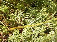 Muflier - Antirrhinum glutinosum (A. hispanicum) (en Corse) (03) (Photo F. Mrugala)